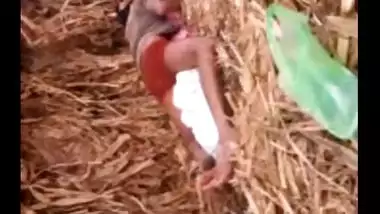 Village girl outdoor fucked by lover in sugarcane field