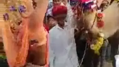 Ajab Desh Ki Gajab Tamasha Camel engulfing milk sacks
